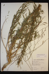 Epilobium brachycarpum image